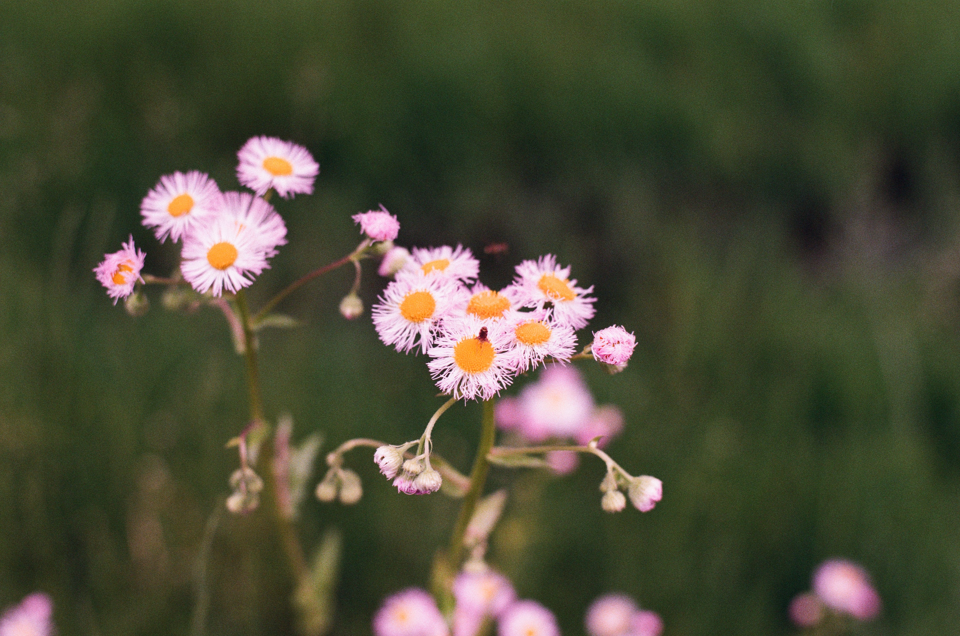 Foto van mooie bloem